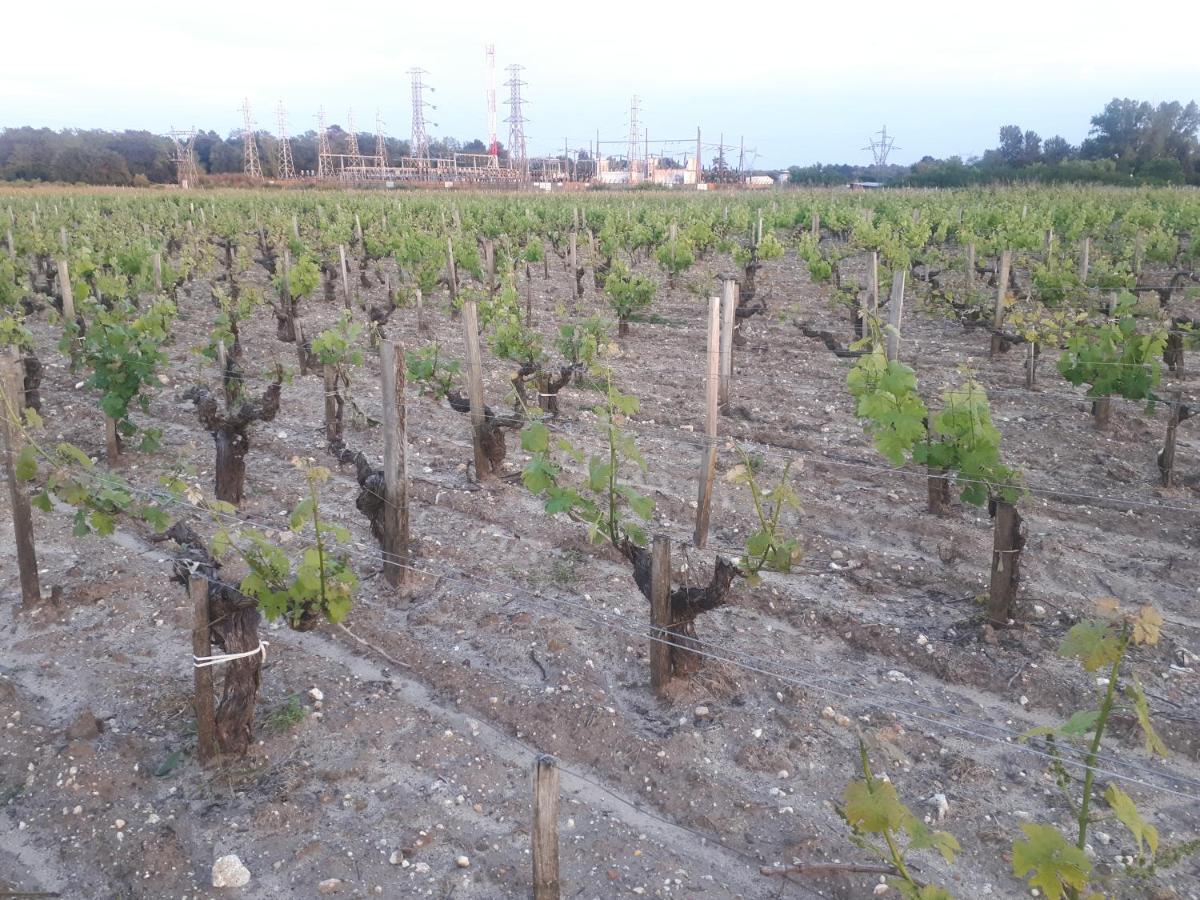 Chateau Gunes Cissac-Medoc Ngoại thất bức ảnh